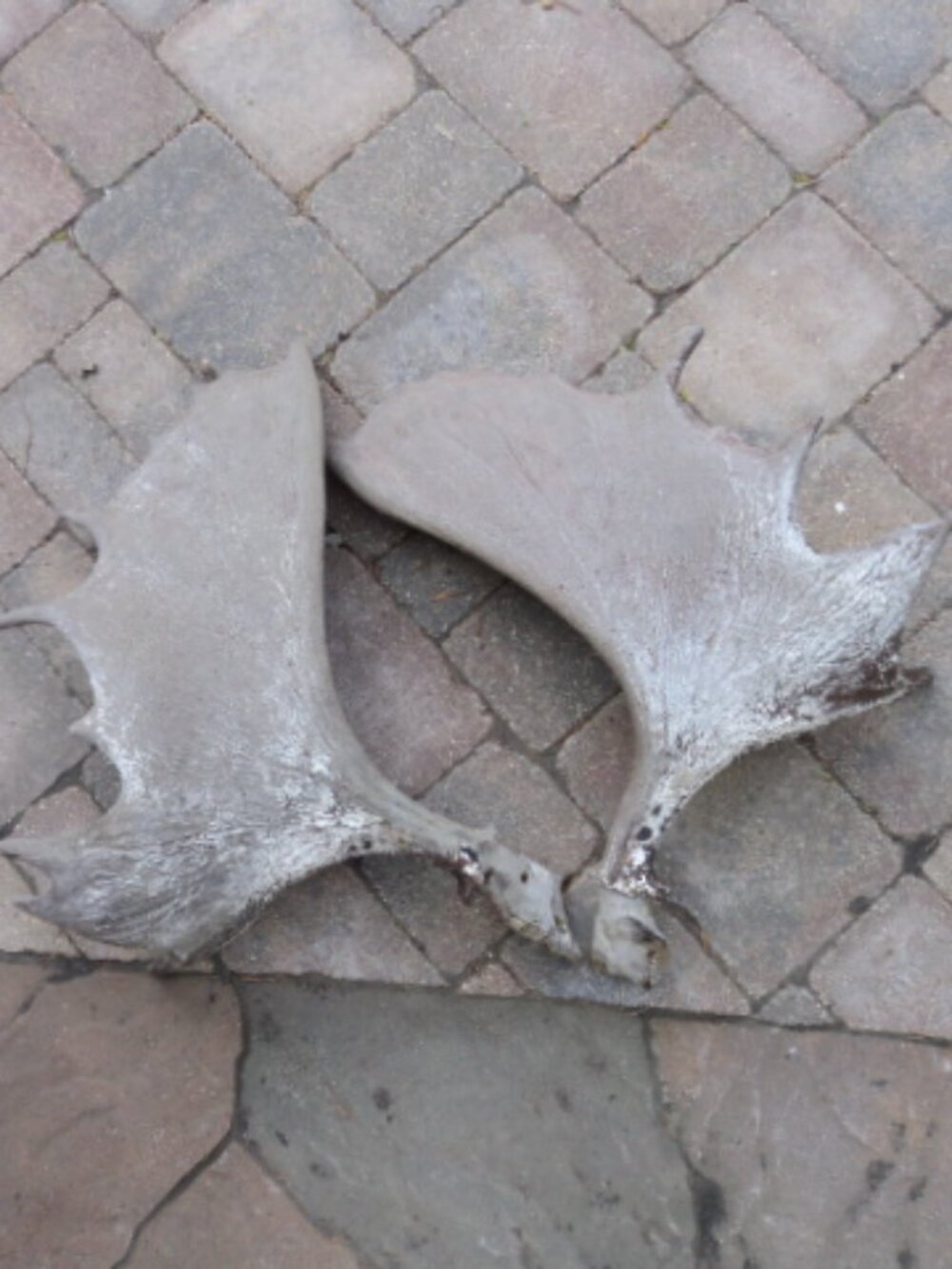 moose antler rustic taxidermy